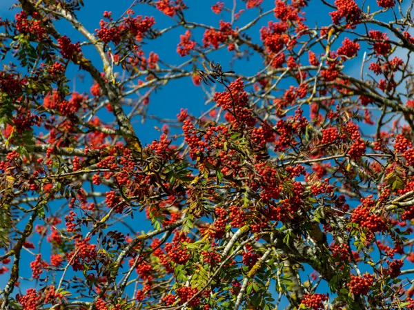 Krajina Rowan Strom Podzim — Stock fotografie