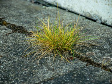 Asfaltta büyüyen çimlerin resmi