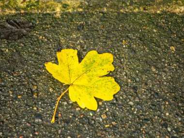 Renkli sonbahar yaprağı desenli resim