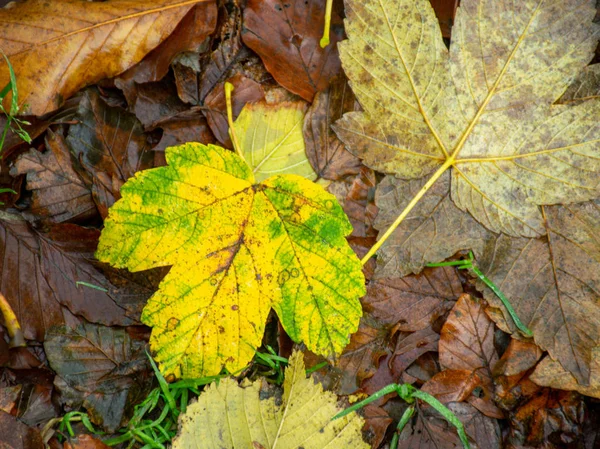 Картинка Красочной Текстурой Осеннего Листа — стоковое фото