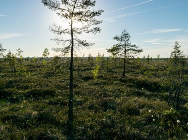 Bataklık manzarası, bataklık çamı, ot ve yosun.