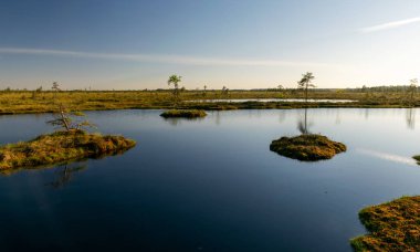 Bataklıktaki bahar manzarası. Küçük bataklık gölleri, yosunlar ve bataklık çamları. Bataklık suyu ve güzel yansımalardan oluşan küçük bir ada.