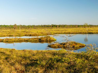 Bataklıktaki bahar manzarası. Küçük bataklık gölleri, yosunlar ve bataklık çamları. Bataklık suyu ve güzel yansımalardan oluşan küçük bir ada.
