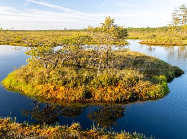 Bataklıktaki bahar manzarası. Küçük bataklık gölleri, yosunlar ve bataklık çamları. Bataklık suyu ve güzel yansımalardan oluşan küçük bir ada.