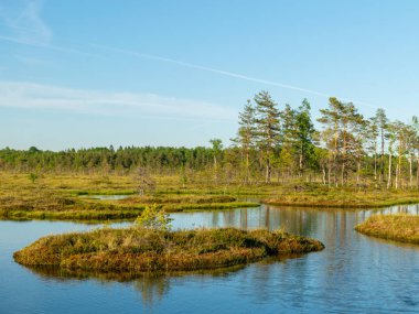 Bataklıktaki bahar manzarası. Küçük bataklık gölleri, yosunlar ve bataklık çamları. Bataklık suyu ve güzel yansımalardan oluşan küçük bir ada.
