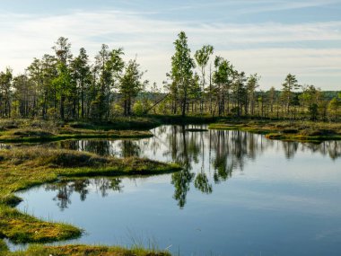 Bataklıktaki bahar manzarası. Küçük bataklık gölleri, yosunlar ve bataklık çamları, sakin bataklık suyu ve güzel bir parıltı.