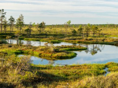Bataklıktaki bahar manzarası. Küçük bataklık gölleri, yosunlar ve bataklık çamları. Bataklık suyu ve güzel yansımalardan oluşan küçük bir ada.