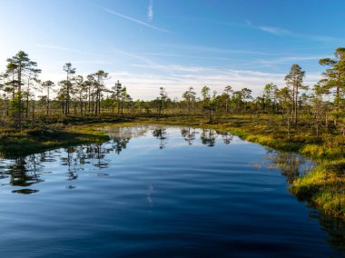 Bataklıktaki bahar manzarası. Küçük bataklık gölleri, yosunlar ve bataklık çamları, sakin bataklık suyu ve güzel bir parıltı.