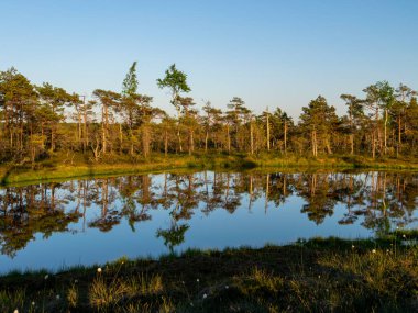 Bataklıktaki bahar manzarası. Küçük bataklık gölleri, yosunlar ve bataklık çamları. gün batımından önce