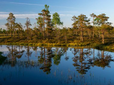 Bataklıktaki bahar manzarası. Küçük bataklık gölleri, yosunlar ve bataklık çamları, sakin bataklık suyu ve güzel bir parıltı.