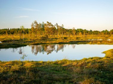 Bataklıktaki bahar manzarası. Küçük bataklık gölleri, yosunlar ve bataklık çamları. Bataklık suyu ve güzel yansımalardan oluşan küçük bir ada.