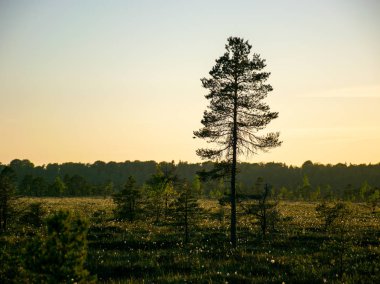 Bataklıktaki bahar manzarası. Küçük bataklık gölleri, yosunlar ve bataklık çamları. gün batımından önce