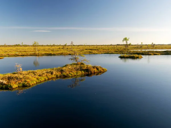 Bataklıktaki Bahar Manzarası Küçük Bataklık Gölleri Yosunlar Bataklık Çamları Bataklık — Stok fotoğraf