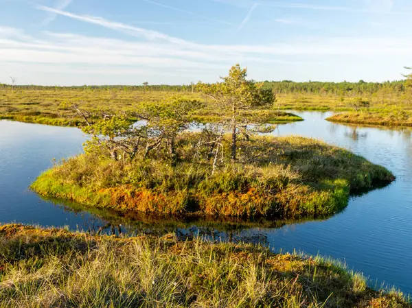Spring Landscape Swamp Small Swamp Lakes Mosses Swamp Pines Small — Stock Photo, Image