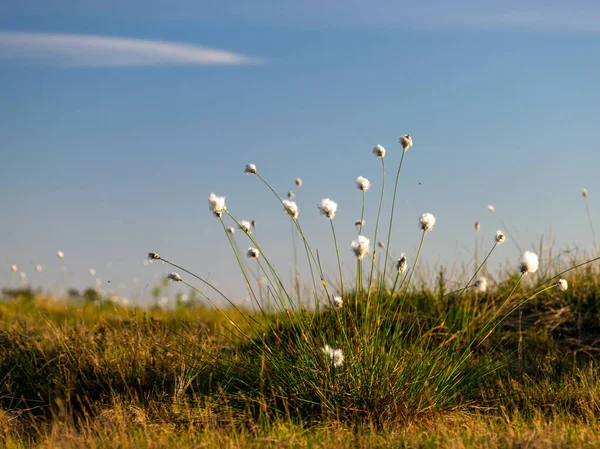 Fondo Borroso Las Plantas Pantanosas Enfoque Selectivo — Foto de Stock