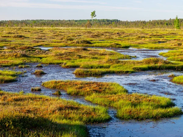 Bataklıktaki bahar manzarası. Küçük bataklık gölleri, yosunlar ve bataklık çamları. gün batımından önce