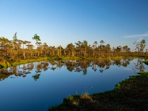 Spring Landscape Swamp Small Swamp Lakes Moss Swamp Pines Calm — Stock Photo, Image