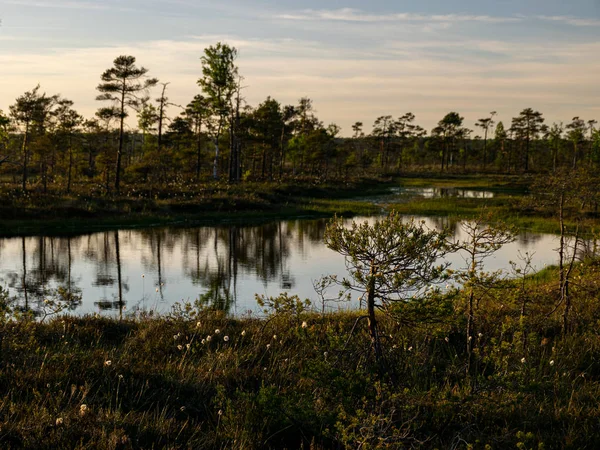 Spring Landscape Swamp Small Swamp Lakes Mosses Swamp Pines Sunset — Stock Photo, Image