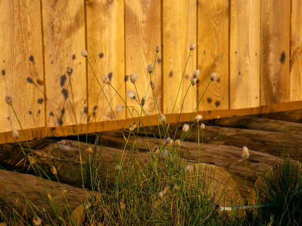 Verschwommener Hintergrund Von Moorpflanzen Selektiver Fokus — Stockfoto