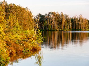 Bataklık gölü ve ağaç siluetleri olan manzara, ön planda bulanık bir parıltı. gün batımı