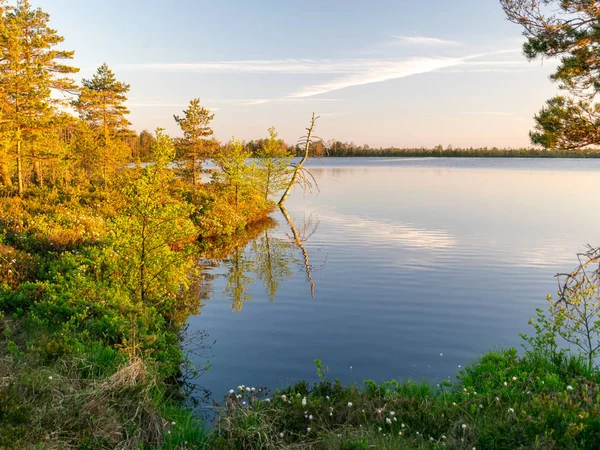 Landschap Met Moerasmeer Boomsilhouetten Een Wazige Schittering Voorgrond Zonsondergang — Stockfoto