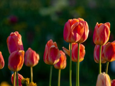: Bulanık arkaplan ve muhteşem lalelerin yakın plan görüntüsü