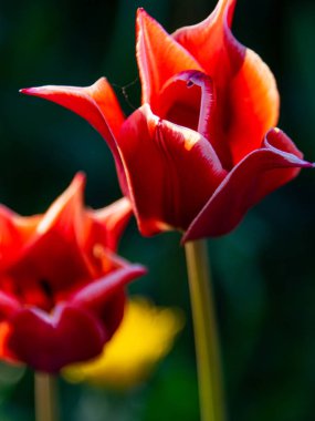 : Bulanık arkaplan ve muhteşem lalelerin yakın plan görüntüsü