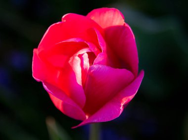 : Bulanık arkaplan ve muhteşem lalelerin yakın plan görüntüsü