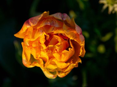 : Bulanık arkaplan ve muhteşem lalelerin yakın plan görüntüsü