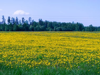 Sarı karahindiba tarlası olan güzel manzara