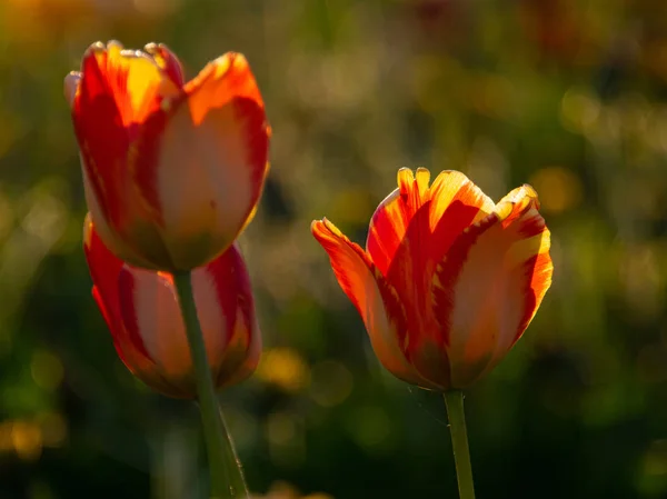 Blurry Background Gorgeous Tulips Close View — Stock Photo, Image