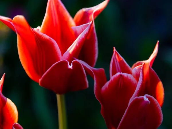 Blurry Background Gorgeous Tulips Close View — Stock Photo, Image