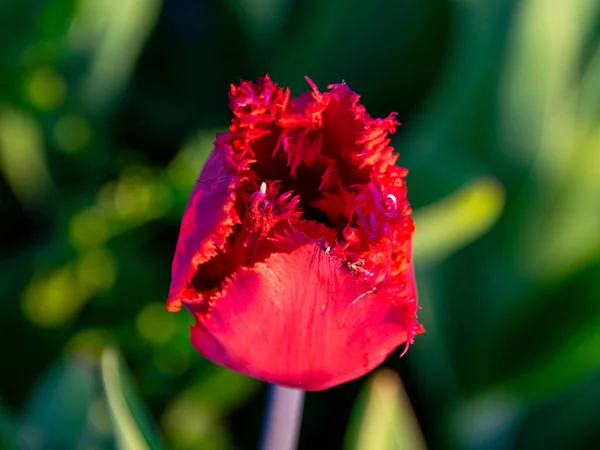 Blurry Background Gorgeous Tulips Close View — Stock Photo, Image