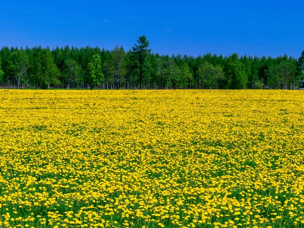 Schöne Landschaft Mit Gelbem Löwenzahnfeld — Stockfoto