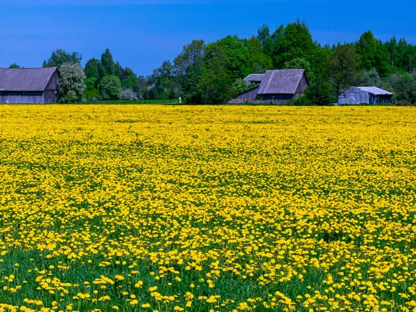 黄色のタンポポ畑の美しい風景 — ストック写真