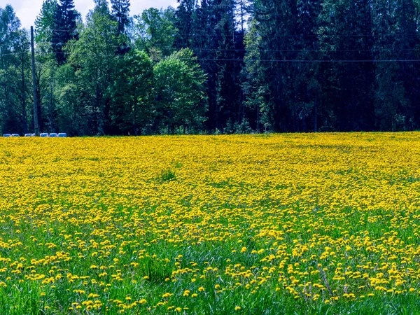美丽的风景和黄色的蒲公英地 — 图库照片