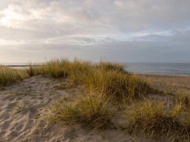 Kum tepeleri, kuru otlar ve kum dokusuyla manzara