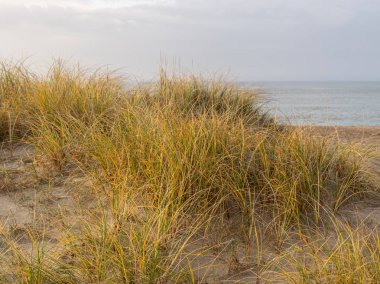 Kum tepeleri, kuru otlar ve kum dokusuyla manzara
