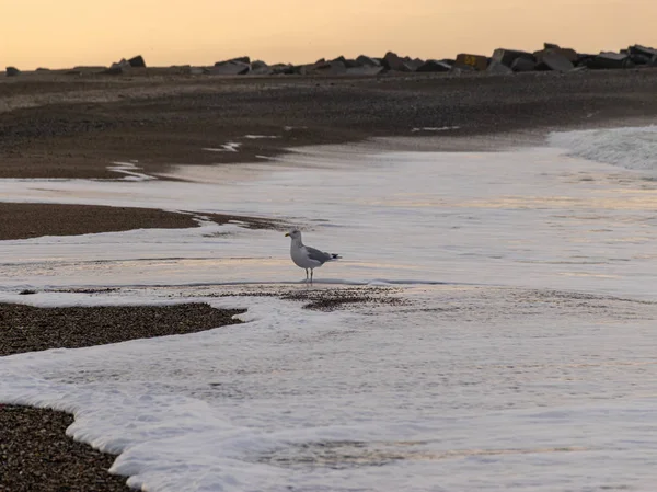 Tranquillo Paesaggio Del Mare Del Nord Con Piccole Onde Molo — Foto Stock