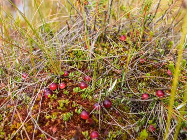 Bataklık bitkisi arkaplanlı soyut bulanık resim