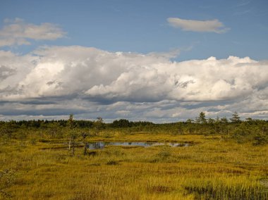 Bataklıktaki ada, altın bataklık, göller ve doğa ortamı, açık mavi gökyüzü ve beyaz bulutlar.