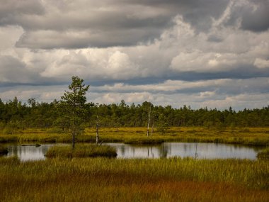 Bataklıktaki ada, altın bataklık, göller ve doğa ortamı, açık mavi gökyüzü ve beyaz bulutlar.