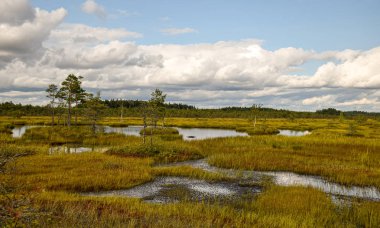 Bataklıktaki ada, altın bataklık, göller ve doğa ortamı, açık mavi gökyüzü ve beyaz bulutlar.