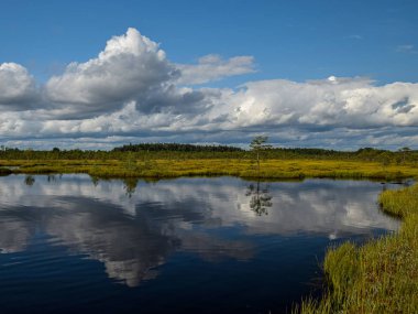 Bataklıktaki ada, altın bataklık, göller ve doğa ortamı, açık mavi gökyüzü ve beyaz bulutlar.