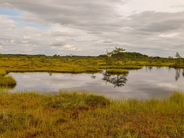 Swamp Lake Small Islands Inmadieseni Swamps Dikli Latvia — Stock Photo, Image