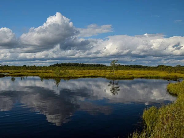 Island Bog Golden Marsh Lakes Nature Environment Clear Blue Sky — Stock Photo, Image