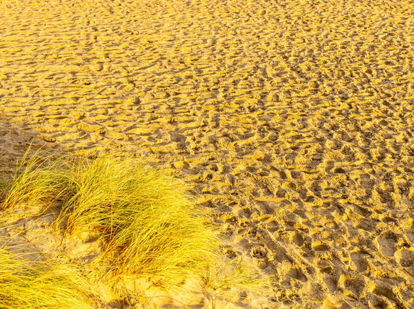 Paisagem Com Caminho Arenoso Nas Dunas Mar — Fotografia de Stock