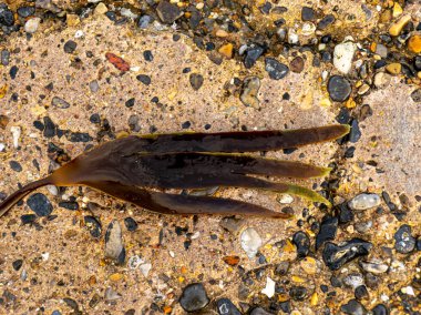 Soyut kayalar ve deniz çimi arka planı