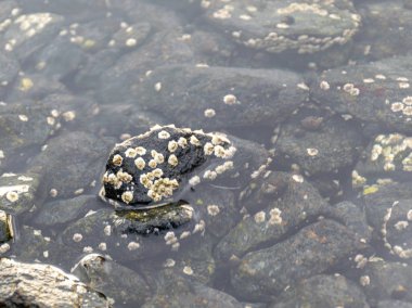 suyun taşlarla soyut resim