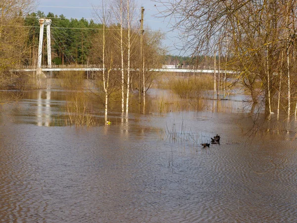 Paisaje Primavera Con Río Inundado — Foto de Stock
